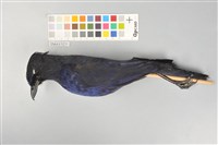 藏品(臺灣紫嘯鶇)的圖片